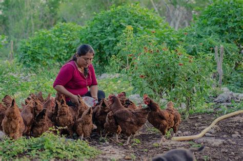 give a gift of chickens|Flock of Chicks .